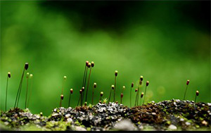 Green flowers growing
